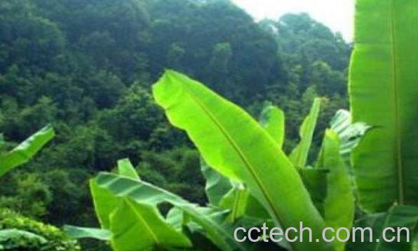 芭蕉树的水有什么功效-0