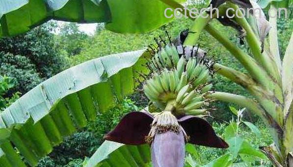 芭蕉花的功效与作用-1