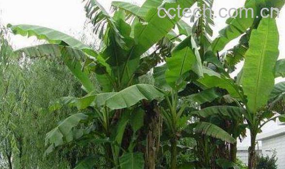 芭蕉树的水有什么功效-1