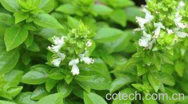 香荆芥的功效与作用-0