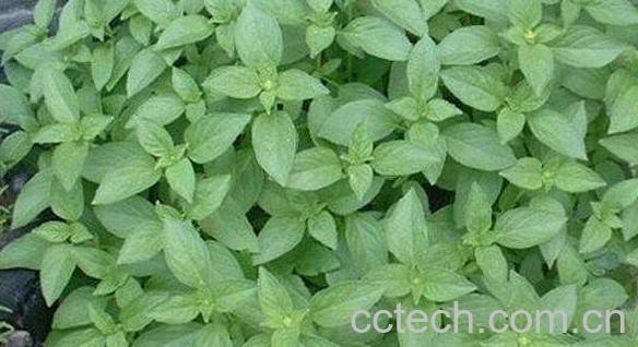 香荆芥的功效与作用-1