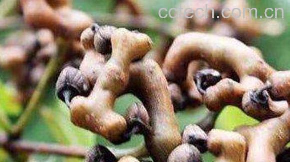 拐椒树的功效及作用-0