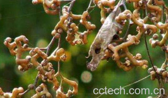 拐椒树的功效及作用-1