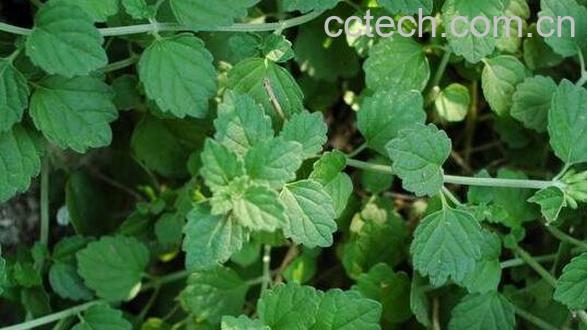 茴芹果的功效与作用有哪些-0