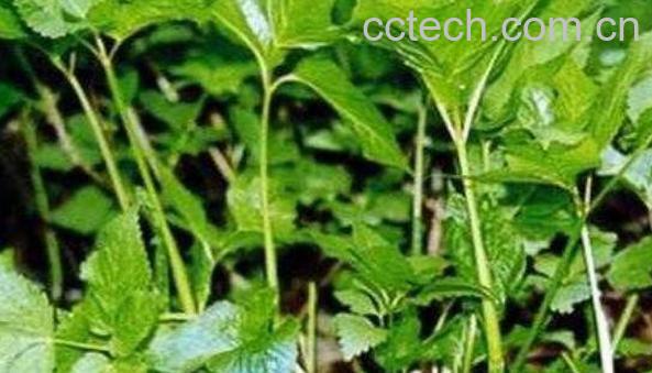 茴芹果的功效与作用有哪些-1