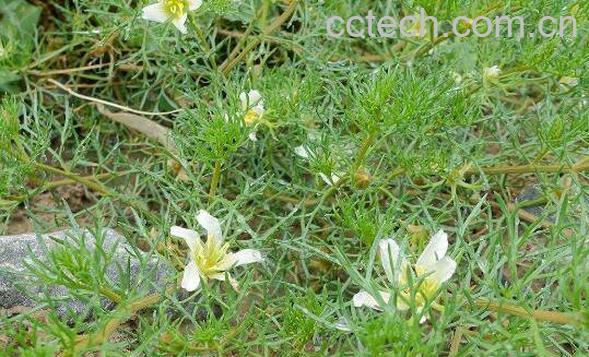 骆驼蓬子的功效与作用-0