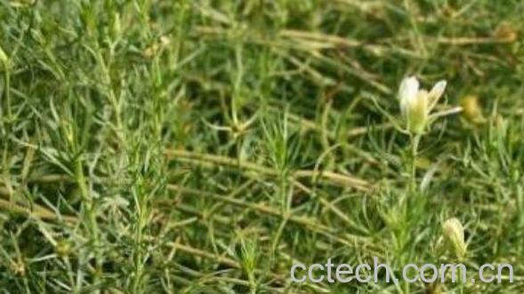 骆驼蓬子的功效与作用-1