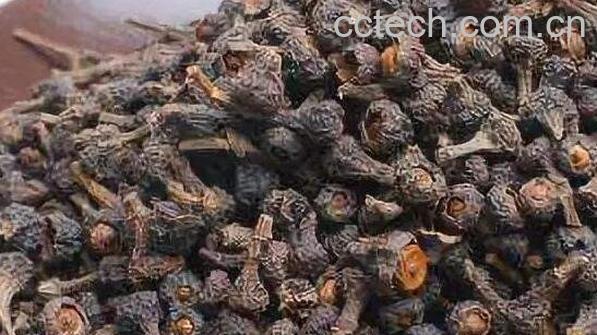 肉桂子的功效与作用-1