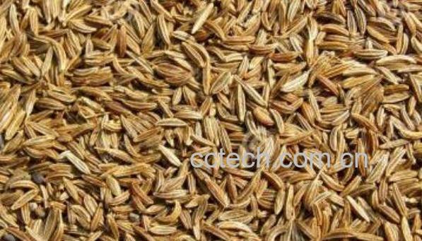 葛缕子的功效与作用-0