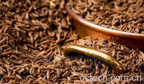 葛缕子的功效与作用-1