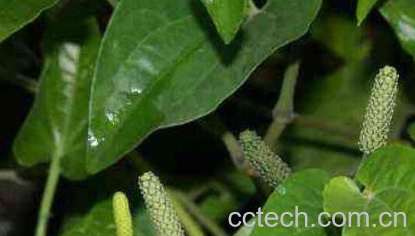 荜茇的功效与作用及药用价值-1