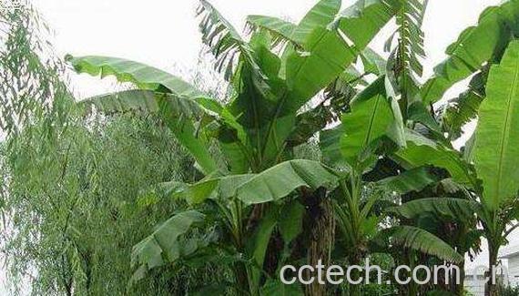 芭蕉树水的功效与作用-0