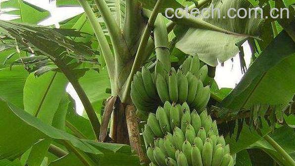 芭蕉树水的功效与作用-1