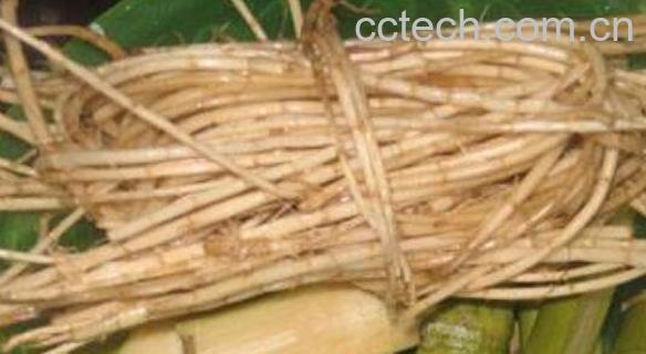 醉针茅根的功效与作用 醉针茅根的药用价值-0