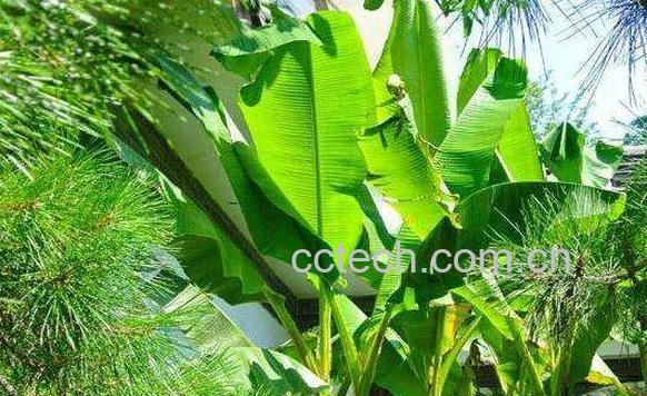 芭蕉树心的功效与作用-0