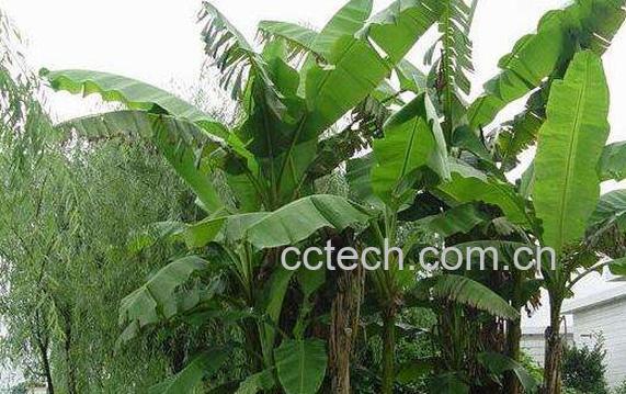 芭蕉树心的功效与作用-1