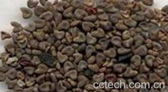 西风子的作用与用途-0