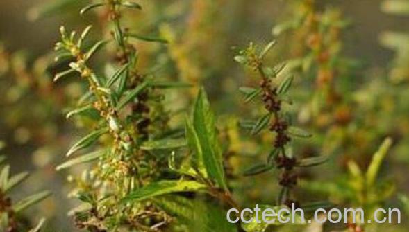 西风子的作用与用途-1