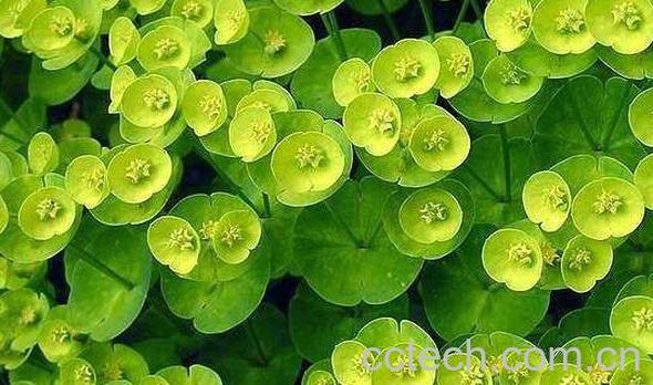 过路黄要怎么养 盆栽过路黄养殖方法-0