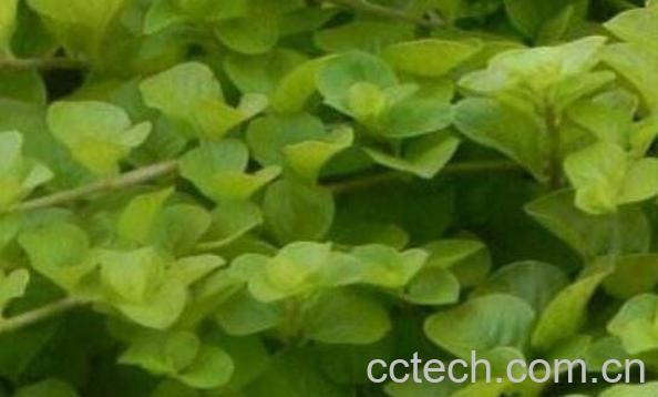 过路黄要怎么养 盆栽过路黄养殖方法-1