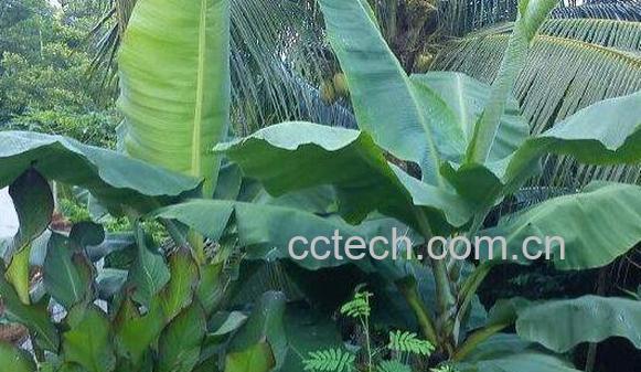 芭蕉油的功效与作用 芭蕉油的禁忌-0