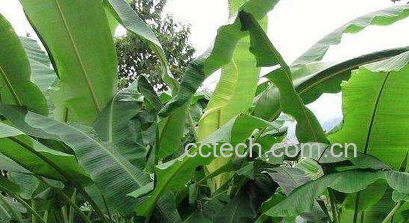 芭蕉油的功效与作用 芭蕉油的禁忌-1