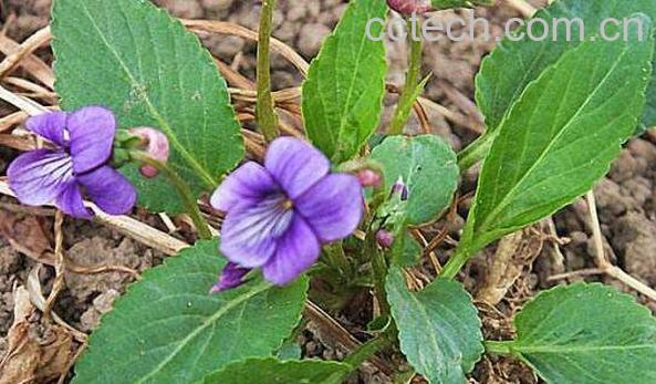 紫花地丁的功效作用 紫花地丁的药用价值-0