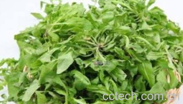 中药荠菜的功效与作用 吃荠菜的禁忌-0