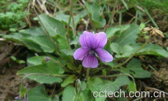 紫花地丁的功效作用 紫花地丁的药用价值-1