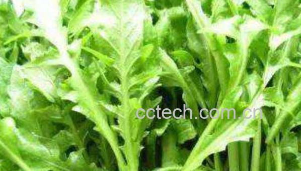 中药荠菜的功效与作用 吃荠菜的禁忌-1