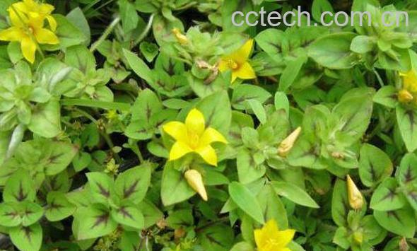 过路黄泡开水喝的功效-0