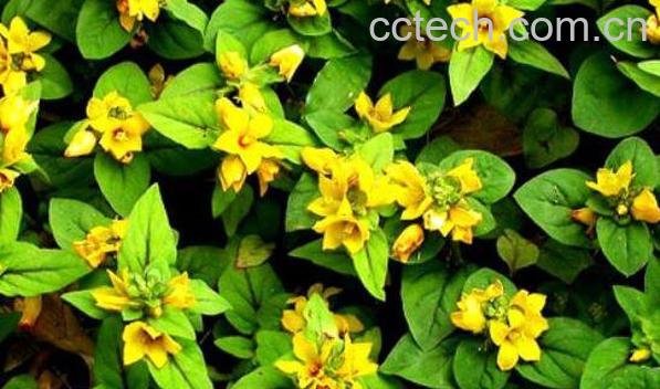 小过路黄的功效与作用及药用价值-0