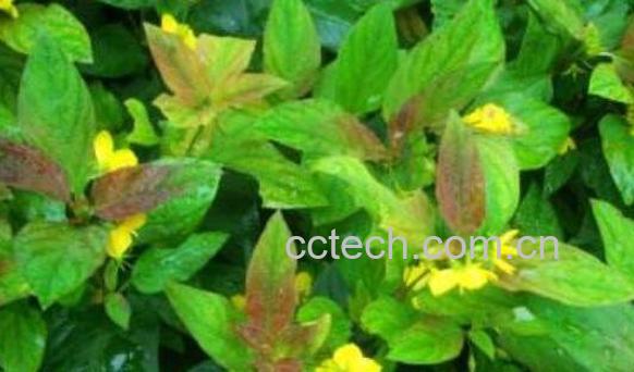 小过路黄的功效与作用及药用价值-1