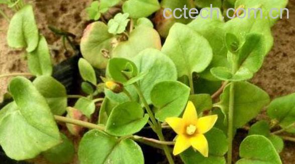 过路黄的作用和副作用-0