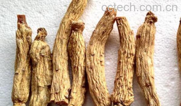 大力参的功效与作用及禁忌-0