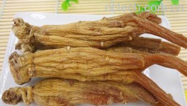 大力参的功效与作用及禁忌-1