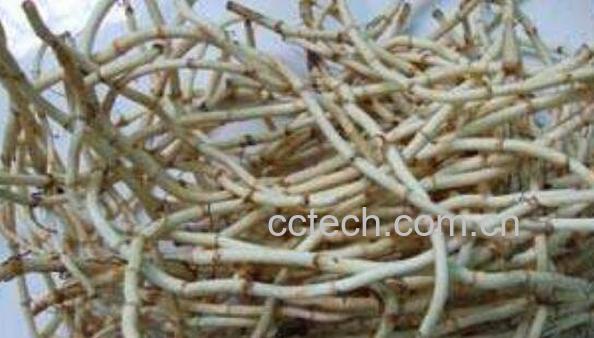 女人吃鱼腥草的好处与坏处-0