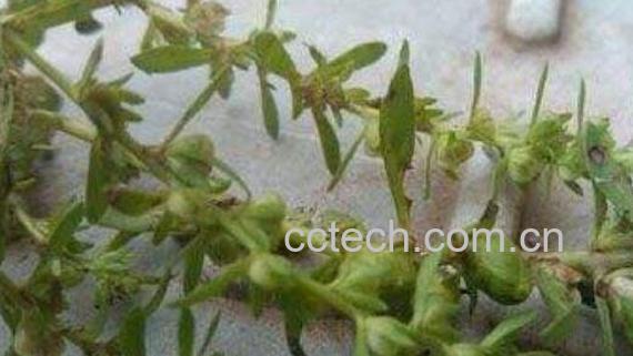 仙桃草的功效与作用 仙桃草的药用价值-0