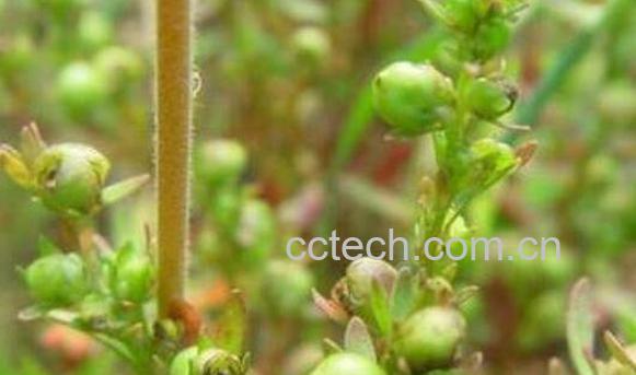 仙桃草的功效与作用 仙桃草的药用价值-1