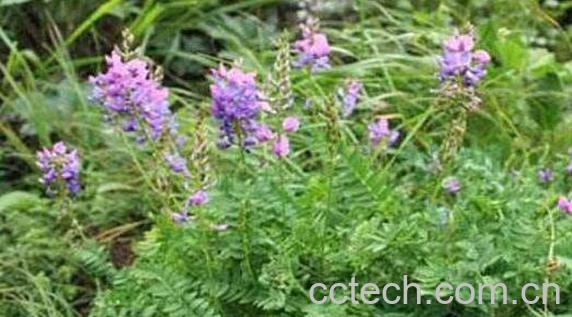 串钱草的功效和作用-0