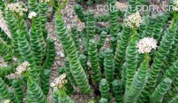 串钱草的功效和作用-1