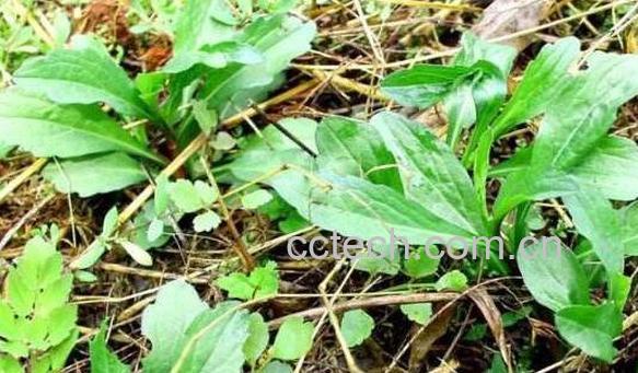 小米杆草的功效与作用-1