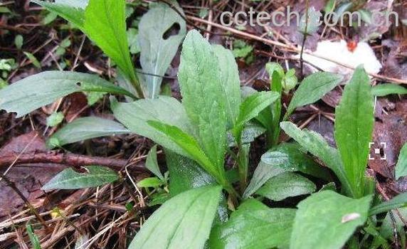 田野草的功效与作用-0