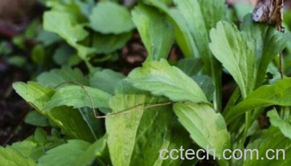 田野草的功效与作用-1