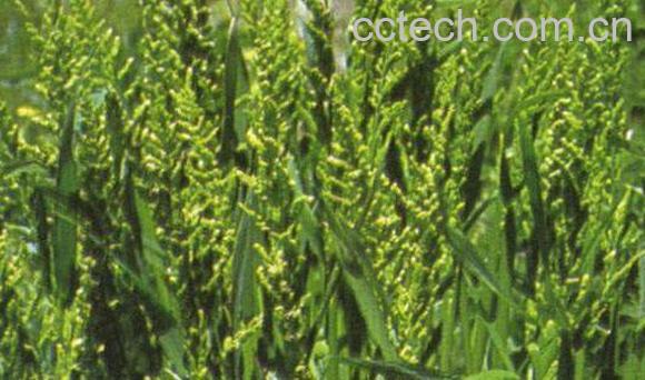 离子草的功效与作用 离子草的药用价值-0