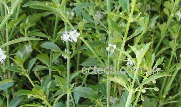 离子草的功效与作用 离子草的药用价值-1