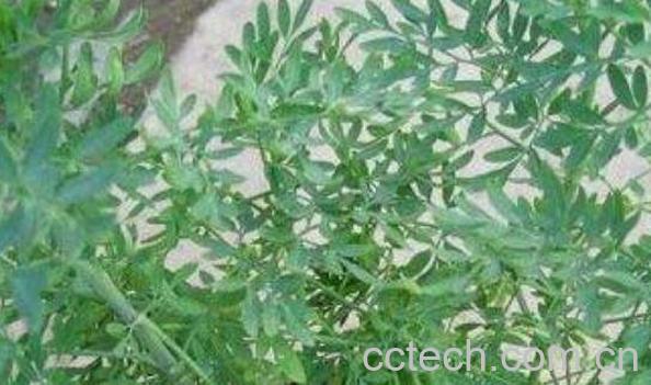 缩米草的作用与功效-0