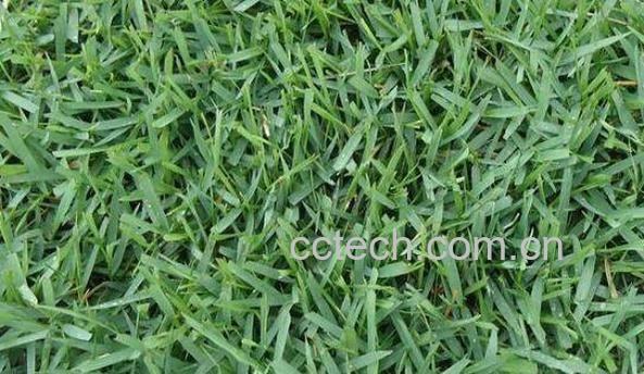 地米草功效和作用-0