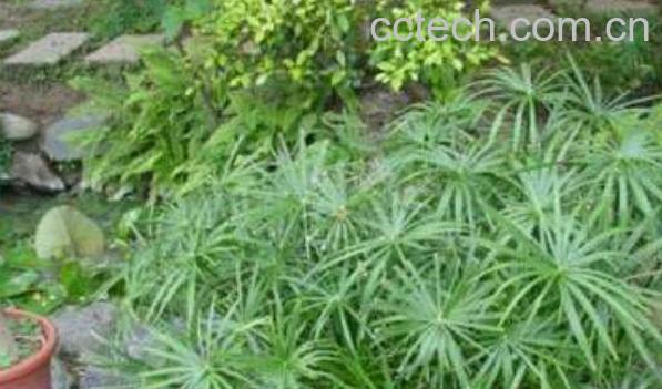 缩米草的作用与功效-1