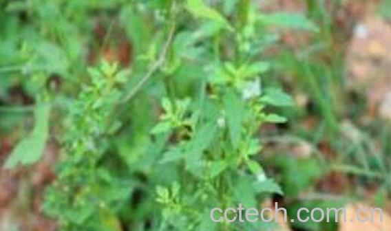 米翠草的功效与作用-0